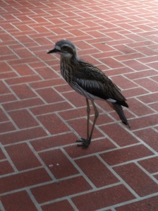 Curlew, magnetic island